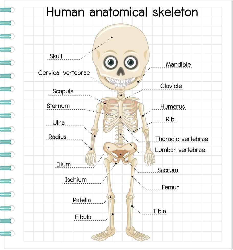 menschliches anatomisches Skelett mit Etikett vektor
