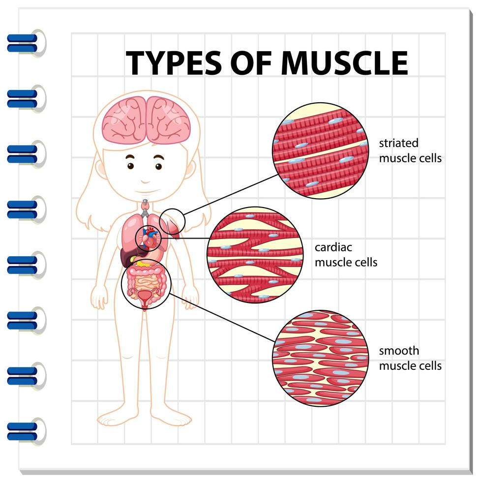 typer av muskelcelldiagram vektor