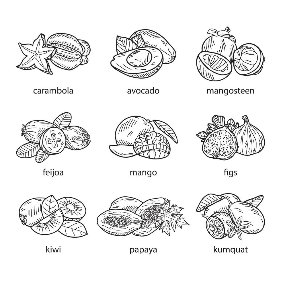 Reihe von exotischen Früchten auf weißem Hintergrund. vektor