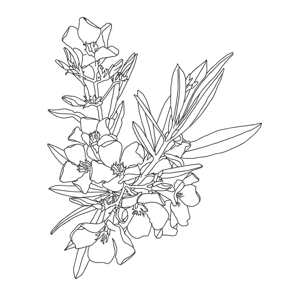 ritad för hand vektor illustration av ett oleander blomma på en vit bakgrund.