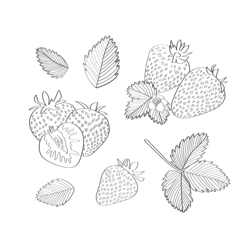 Erdbeer-Set. vektorillustration im handgezeichneten stil. vektor