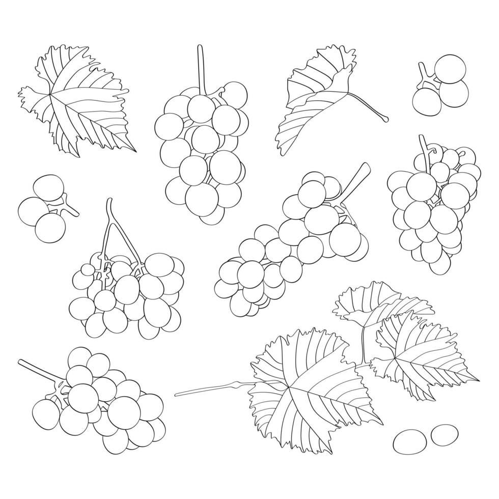 seth. Trauben, Blätter, Rebe. handgezeichnete Vektorfärbung. vektor