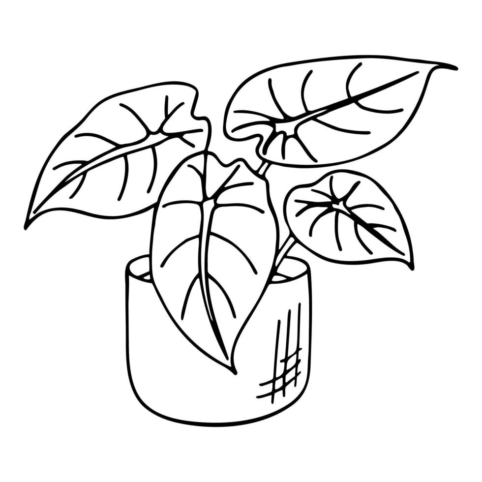 Doodle von Alocasia im Topf. hand gezeichnete vektorillustration der zimmerpflanze lokalisiert auf weißem hintergrund. vektor