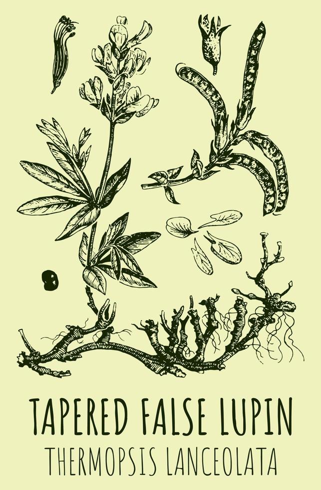 vektor ritningar av avsmalnande falsk lupin . hand dragen illustration. latin namn termopsis lanceolata.