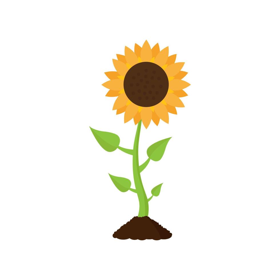 Sonnenblume mit Blättern. Cartoon-Stil. Vektor-Illustration isoliert auf weißem Hintergrund. vektor