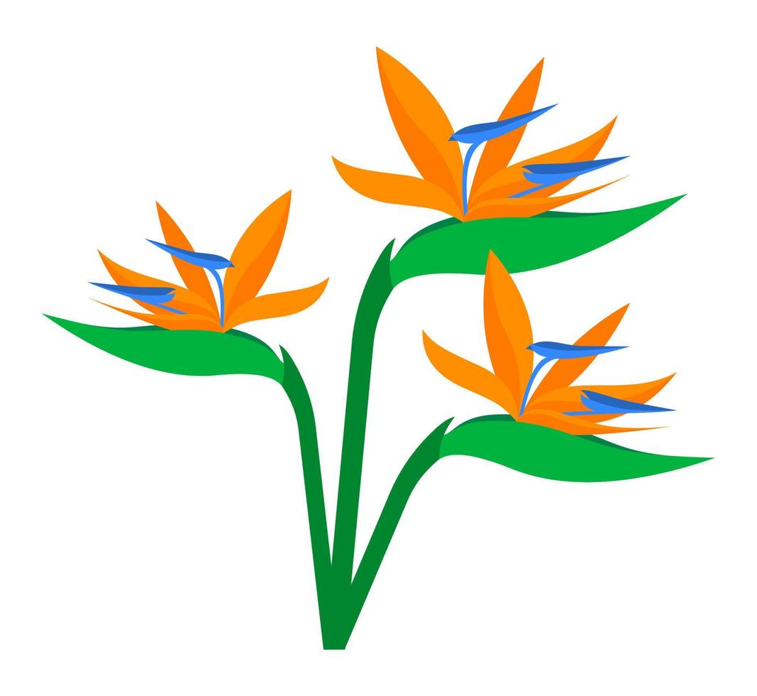 fågel av paradis blomma tropisk växt vektor illustration isolerat på vit bakgrund