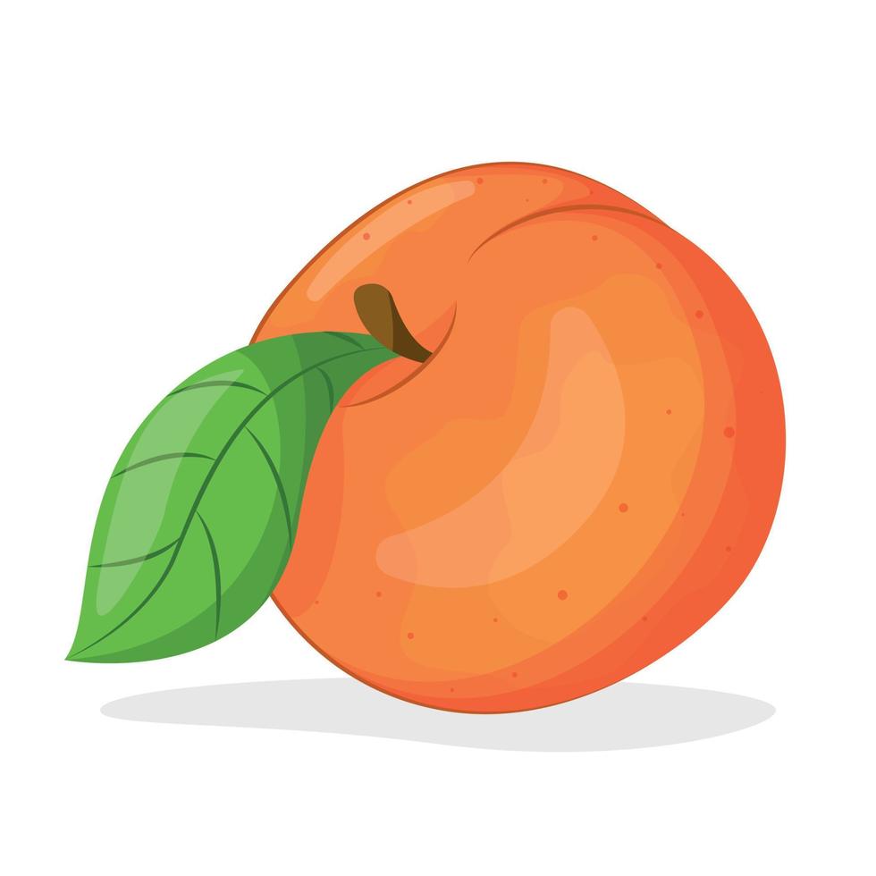 vektor illustration av persika isolerat på vit bakgrund, persika med löv, halv av persika, bit av persika isolerat
