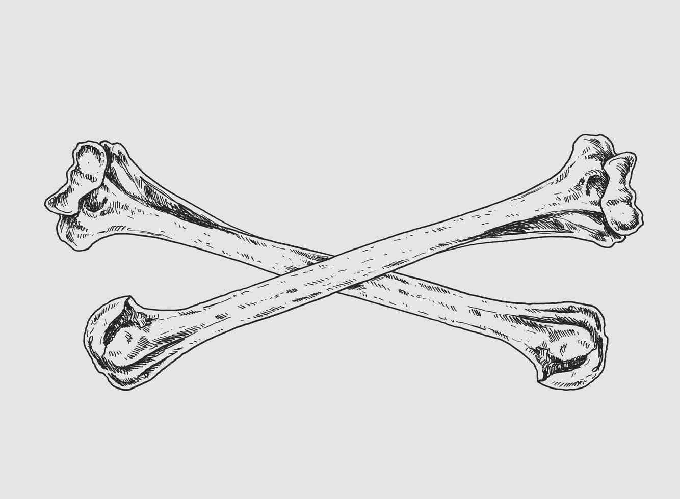 skalle och bones teckning illustration vektor