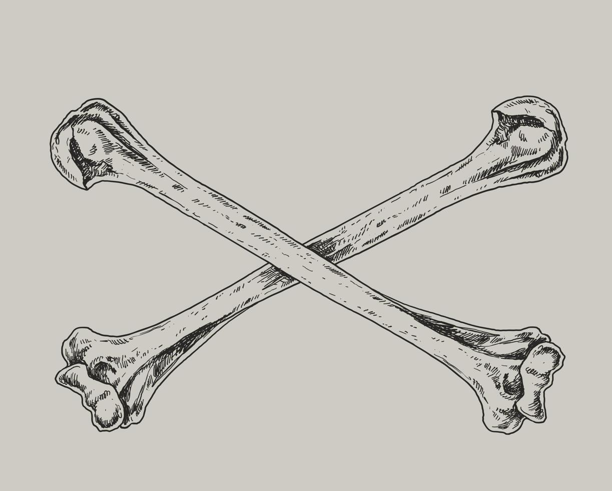 totenkopf und gekreuzte knochen, die illustration zeichnen vektor