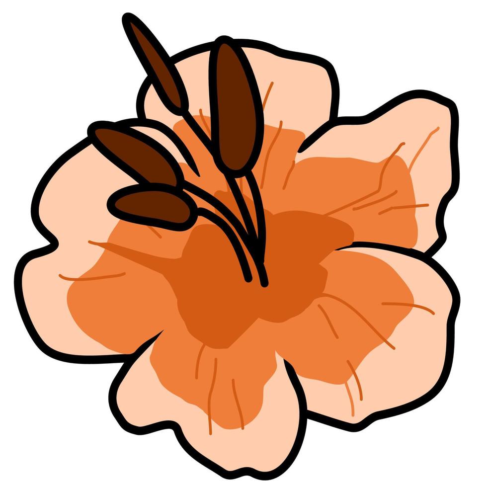 kleine orange Blume mit Staubgefäßen vektor