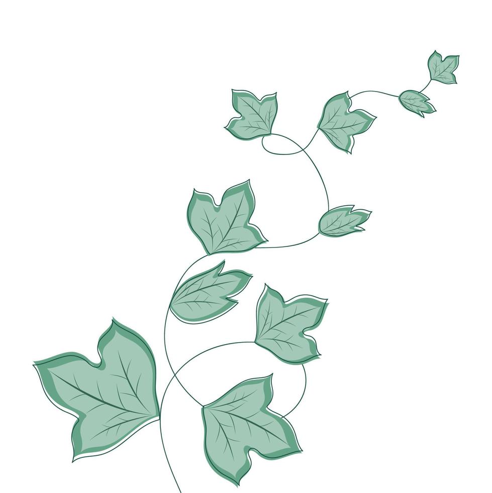 lockigt grön murgröna på en vit bakgrund. vektor illustration av lian