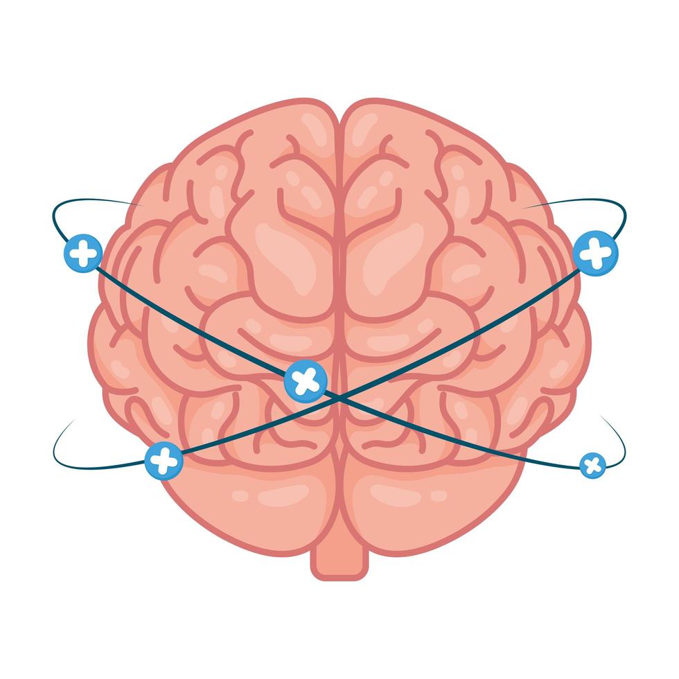 mänsklig hjärna med plussymboler vektor