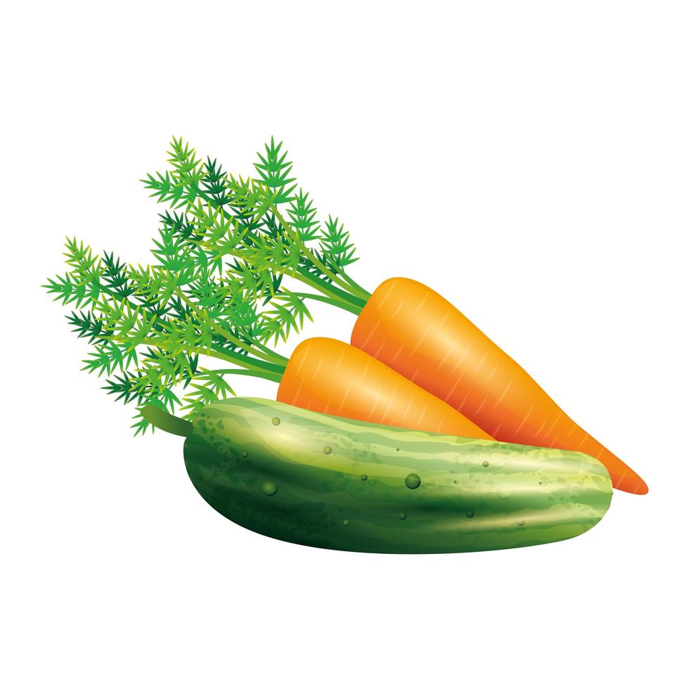 Gemüsevektorentwurf der Karotte und der Gurke vektor