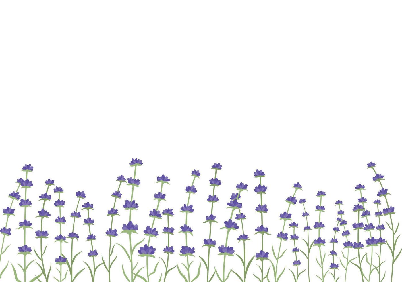lavendel- blommor horisontell ram gräns. skön violett lavendel- blommor bakgrund. isolerat på vit bakgrund. vektor