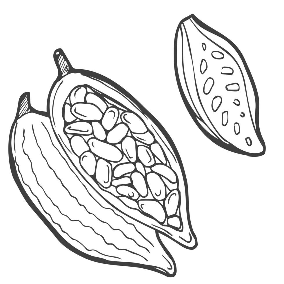 skiss av kakao växter. hand dragen illustration konverterad till vektor