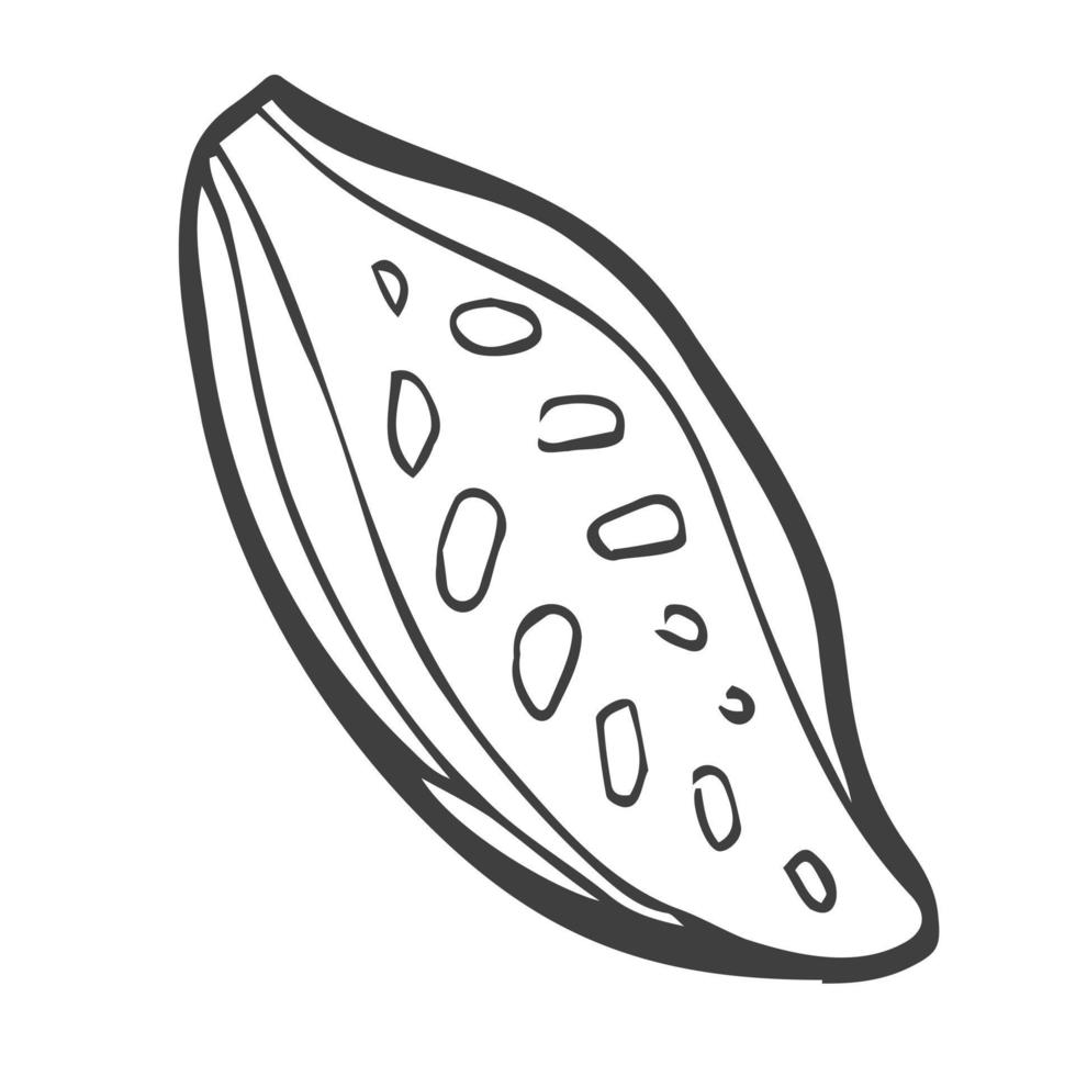 handgezeichnete Kakaobohne. Vektorumriss Kakaobohne im alten Tintenstil. Kakaosymbol für Broschüren, Banner, Restaurantmenü und Markt vektor