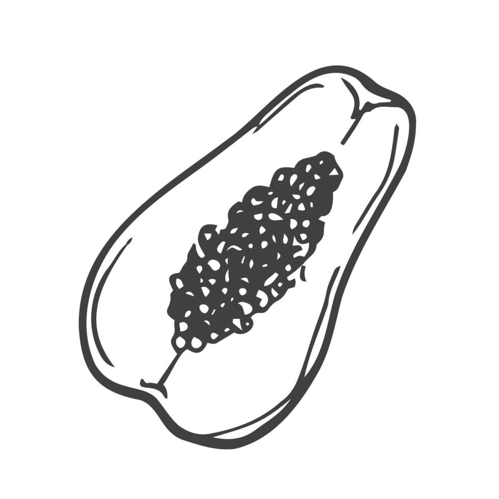 Papaya-Frucht im Doodle-Stil, lineare Kunst. Gestaltungselement isoliert auf weißem Hintergrund. Vektor-Illustration vektor