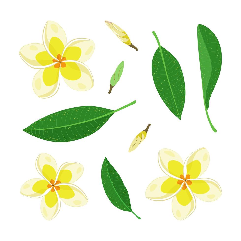 en uppsättning av blommor och löv av frangipani eller plumeria. exotisk tropisk blommig element för dekoration, mönster, inbjudan. tropisk bakgrund. vektor illustration.