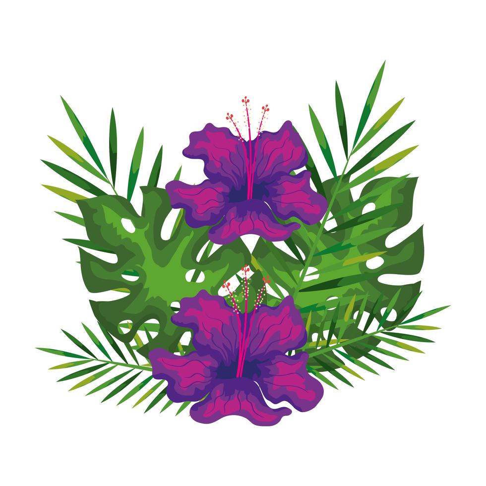 Hibiskusblüten lila Farbe mit Zweigen und Blättern, tropische Natur, Frühling Sommer botanisch vektor
