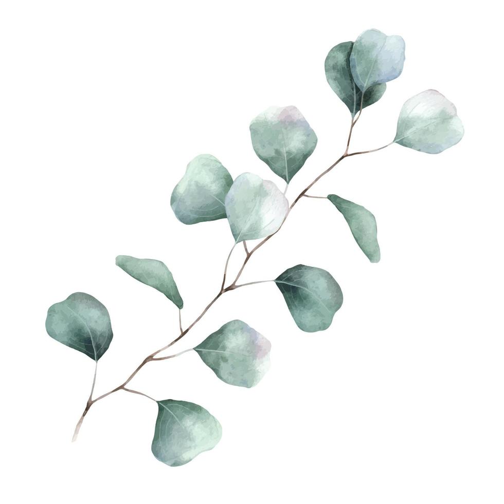 aquarell eukalyptusblatt und zweig. Eukalyptus Silberdollar botanisch. Abbildung isoliert auf weißem Hintergrund. perfekt für Hochzeitseinladungen, Postkarten und Textilien vektor