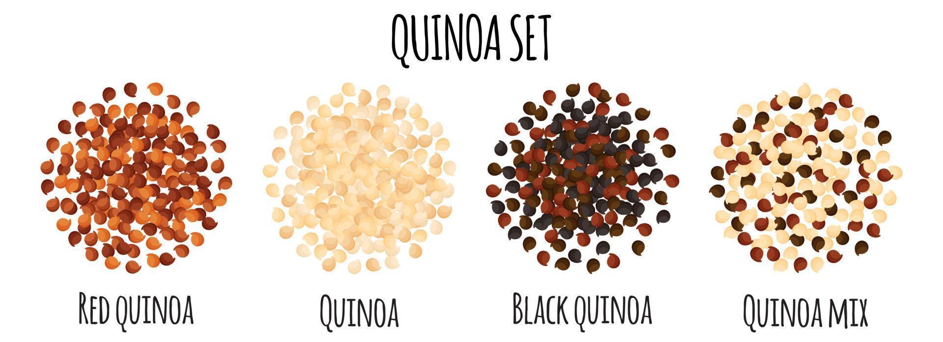 Quinoa-Set mit rotem, weißem, schwarzem und gemischtem Quinoa. vektor