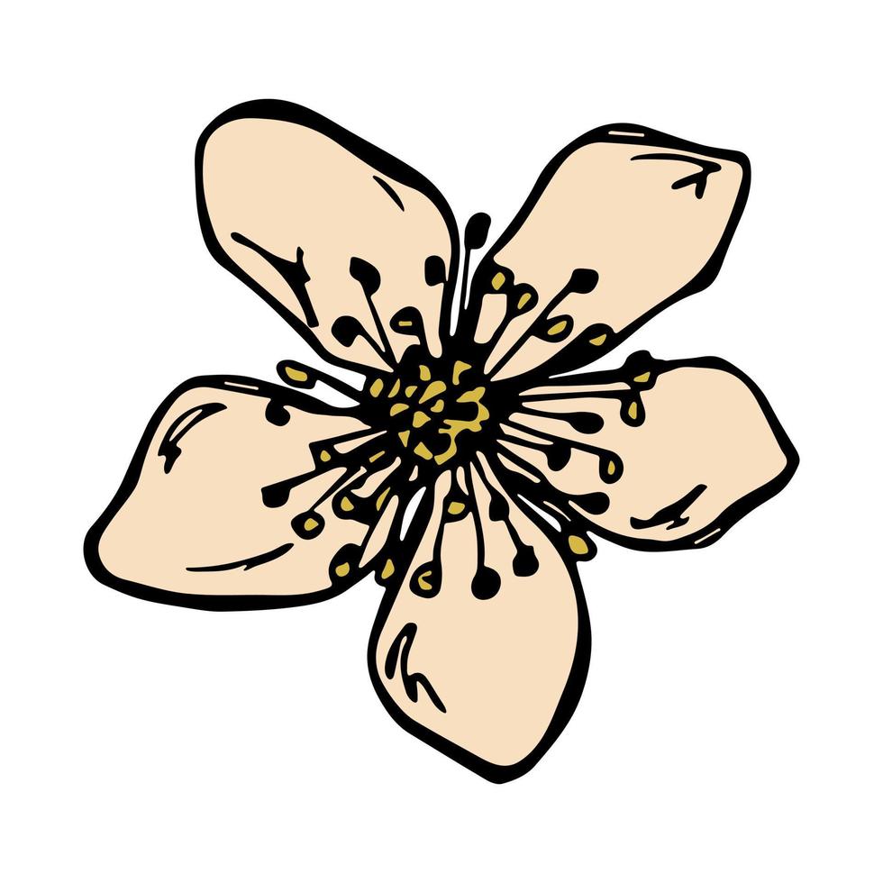 vektor hallon blomma clipart. handritad blossom illustration. för tryck, webb, design, dekor, logotyp.