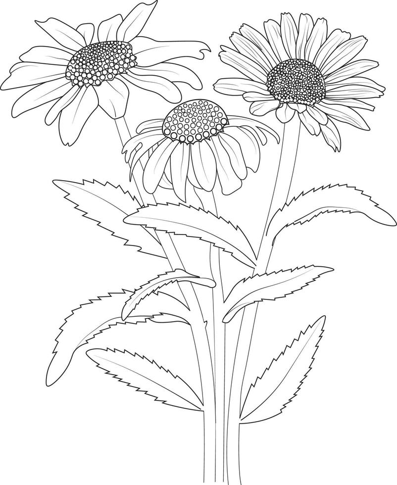 Vektorskizze von Gänseblümchen. Vektorillustration einer schönen Blume mit einem Blumenstrauß aus Kamillenblüten und -blättern, niedlichen Malvorlagen, vektor