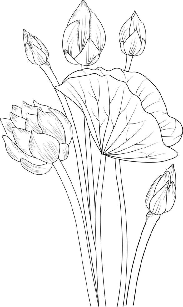 Blumenmalseite und Bücher, handgezeichnete monochrome Vektorskizze, Seerosenblume, Vektorblumenhintergrund mit natürlicher Lotusblattsammlung, Illustrationsbleistiftkunst, isolierte Bildclipart. vektor