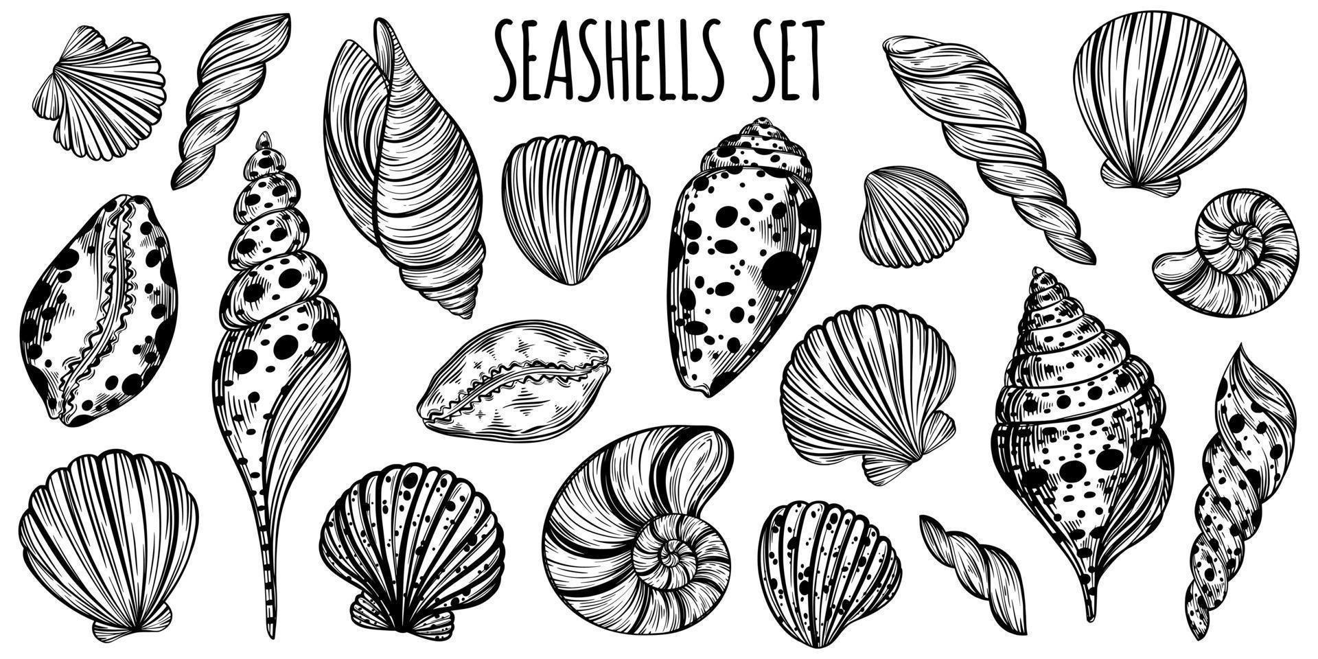 Seashells und Mollusk Marine Sketch Set für die Gestaltung von Einladungen, Stoffen, Textilien usw. vektor