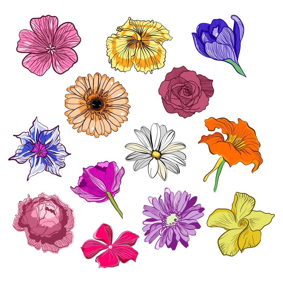 Blütenköpfe von Gänseblümchen, Pfingstrose, Rose, Tulpe, Krokus und Hibiskus vektor