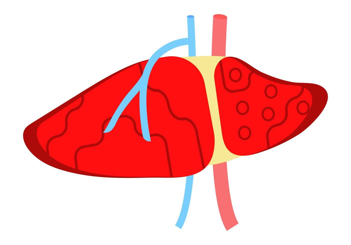 Leber flacher Designvektor für die Entwicklung von Websites und mobilen Websites, Apps werden präsentiert. virale hepatitis a, b, c, d ist symbol, zirrhose-symbol. vektor