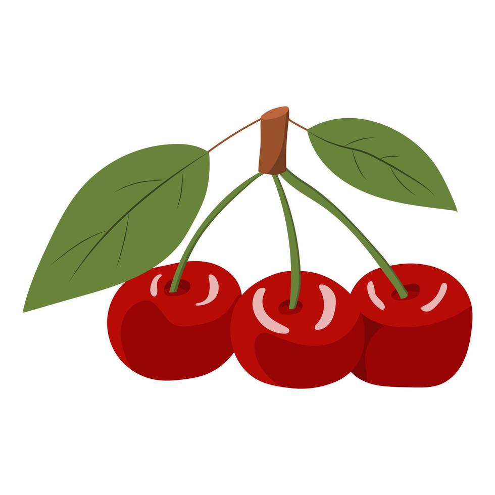 Kirschbeeren auf einem Zweig. Vektor-Illustration auf weißem Hintergrund. vektor