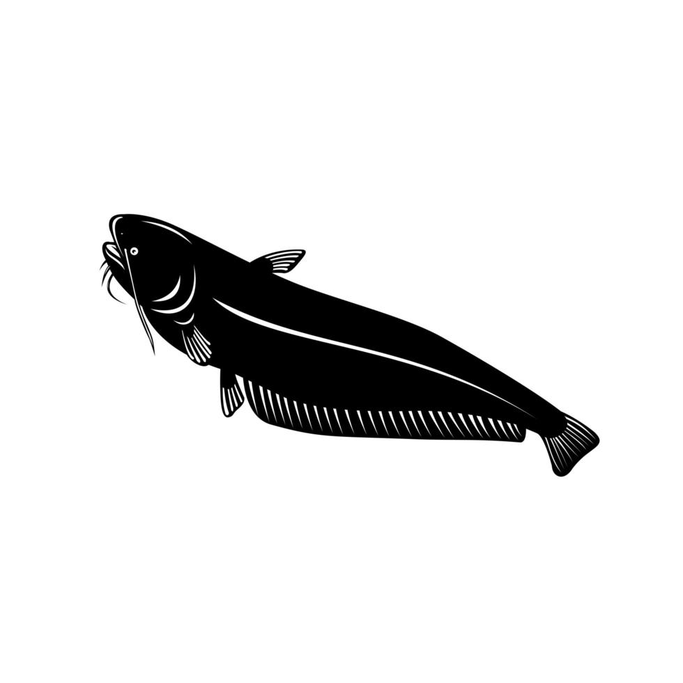 Wels Wels oder Sheatfish eine Art von großem Wels vektor