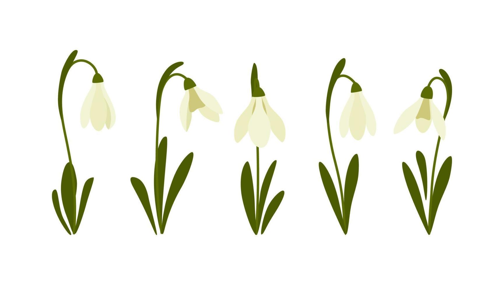 Vektor-Illustration von Schneeglöckchen. Frühlingsblumen. vektor