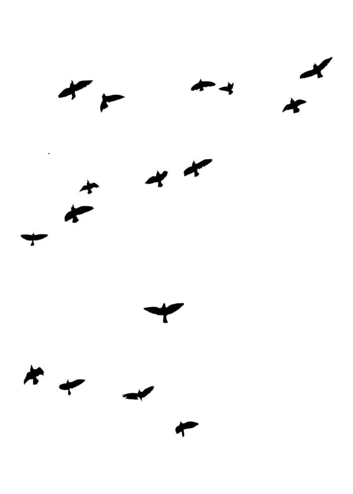 fliegende Vogelsilhouetten auf isoliertem Hintergrund. Vektor-Illustration. isolierter vogel fliegt. kostenloser Vektor