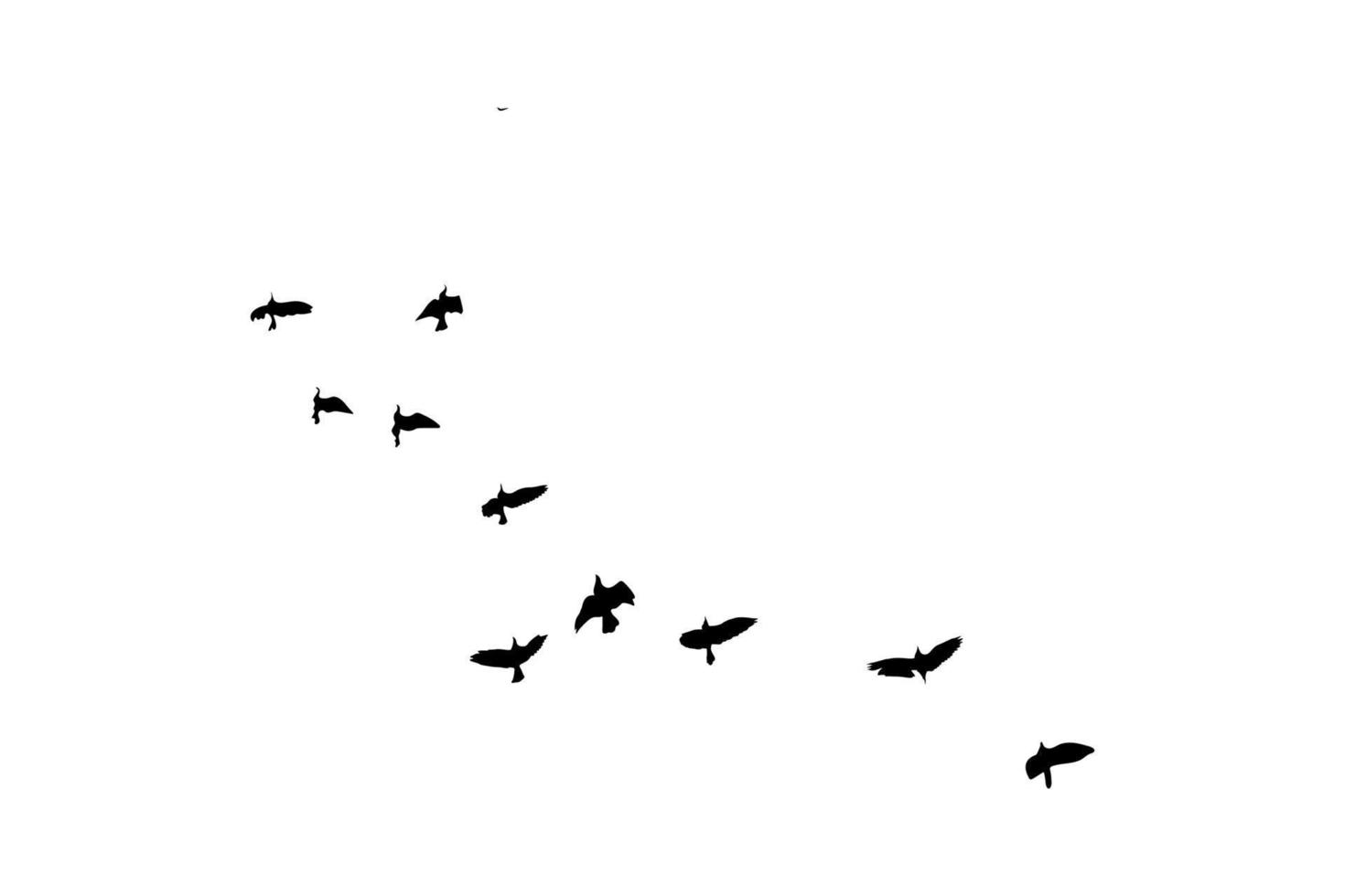 flygande fåglar silhuetter på isolerat bakgrund. vektor illustration. isolerat fågel flygande. fri vektor