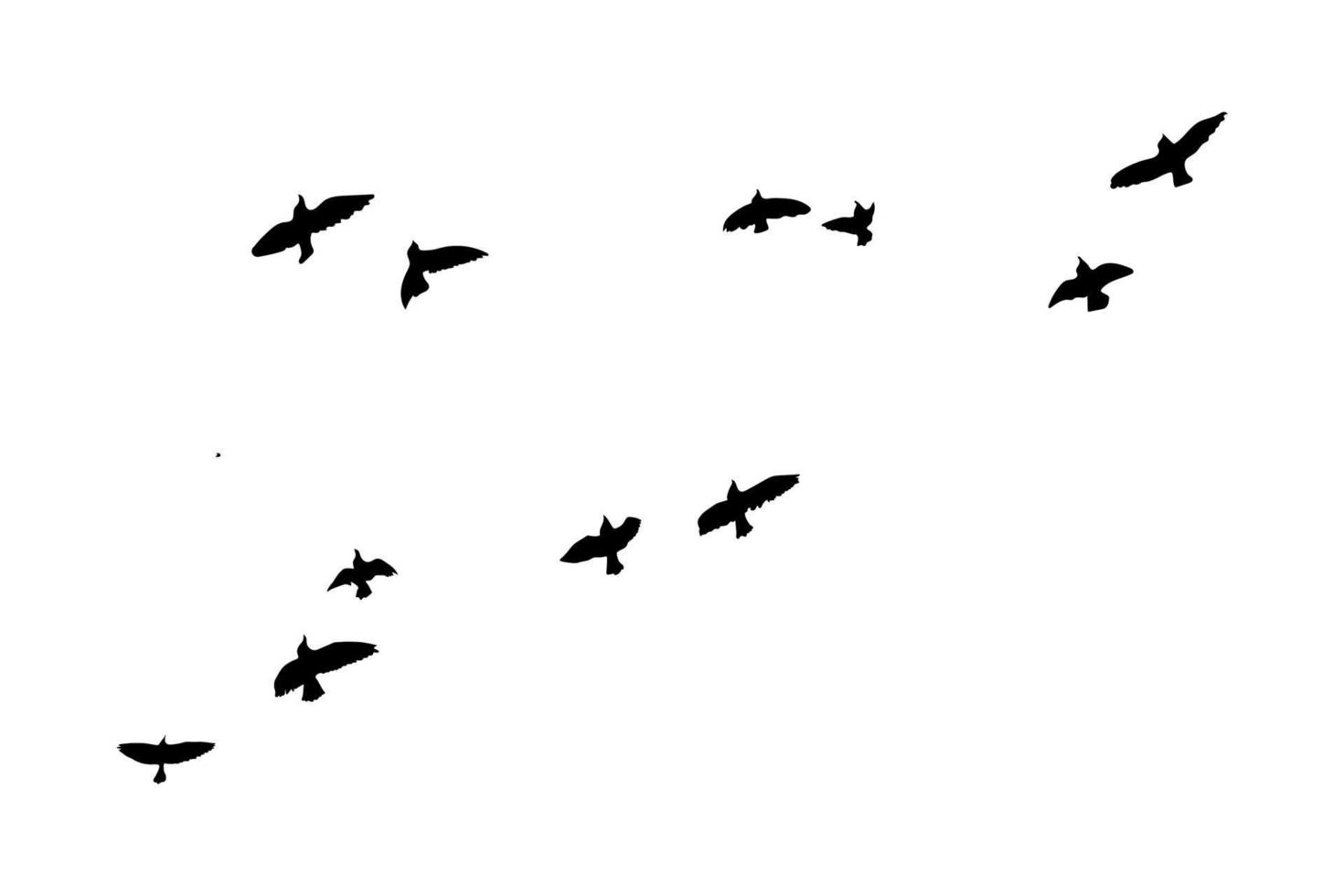 fliegende Vogelsilhouetten auf isoliertem Hintergrund. Vektor-Illustration. isolierter vogel fliegt. kostenloser Vektor