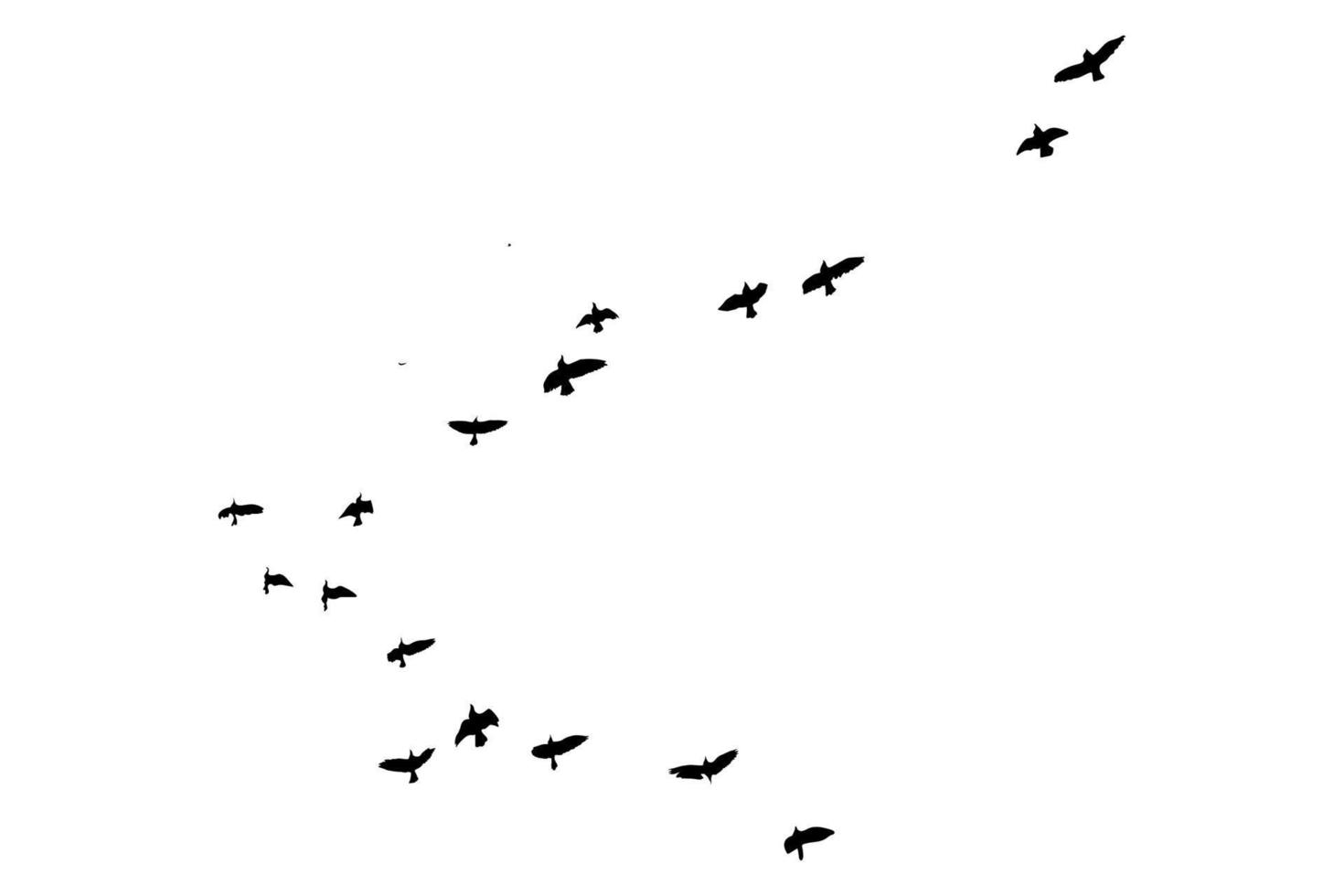 fliegende Vogelsilhouetten auf isoliertem Hintergrund. Vektor-Illustration. isolierter vogel fliegt. kostenloser Vektor