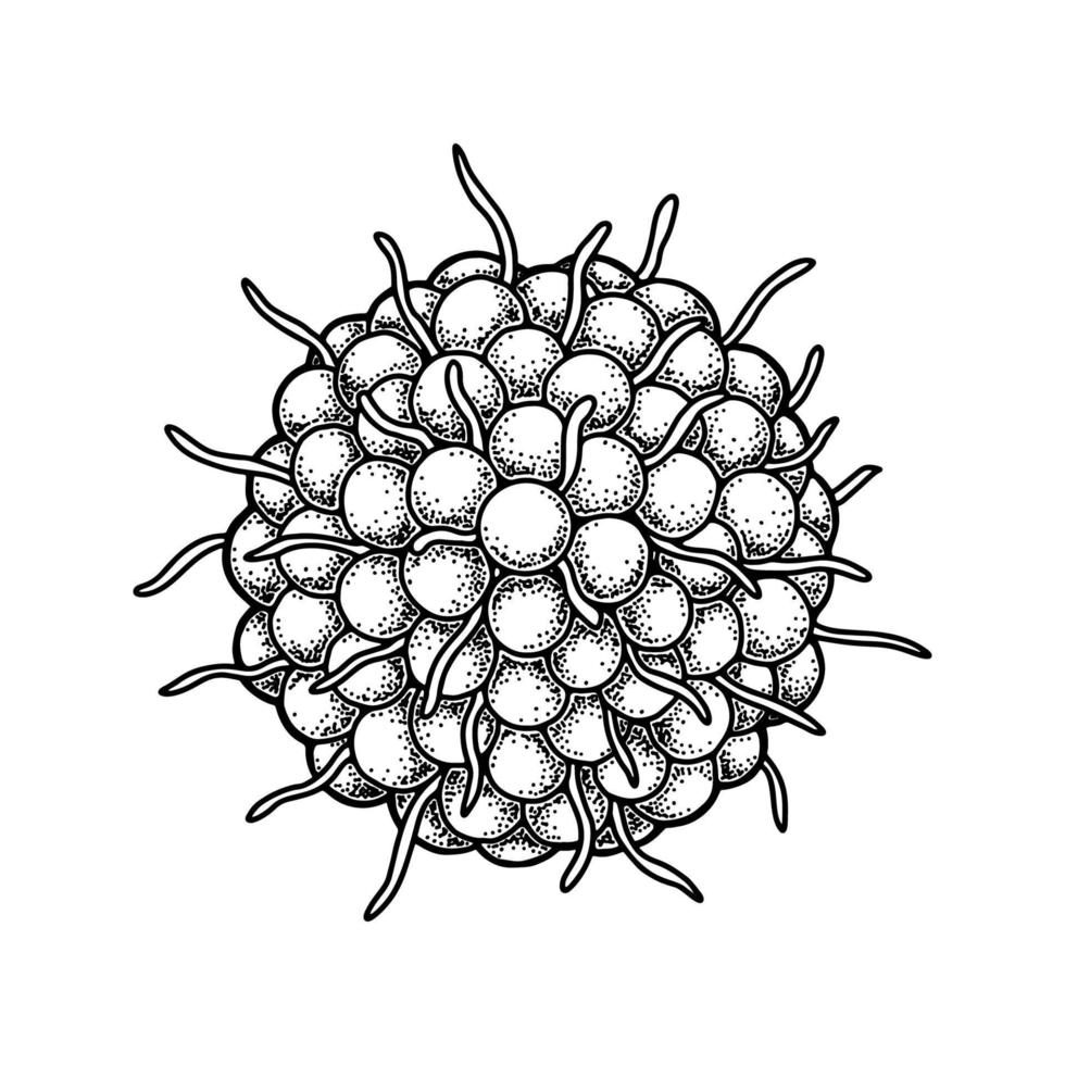 hand dragen vattkoppor zoster virus isolerat på vit bakgrund. realistisk detaljerad vetenskapliga vektor illustration i skiss stil