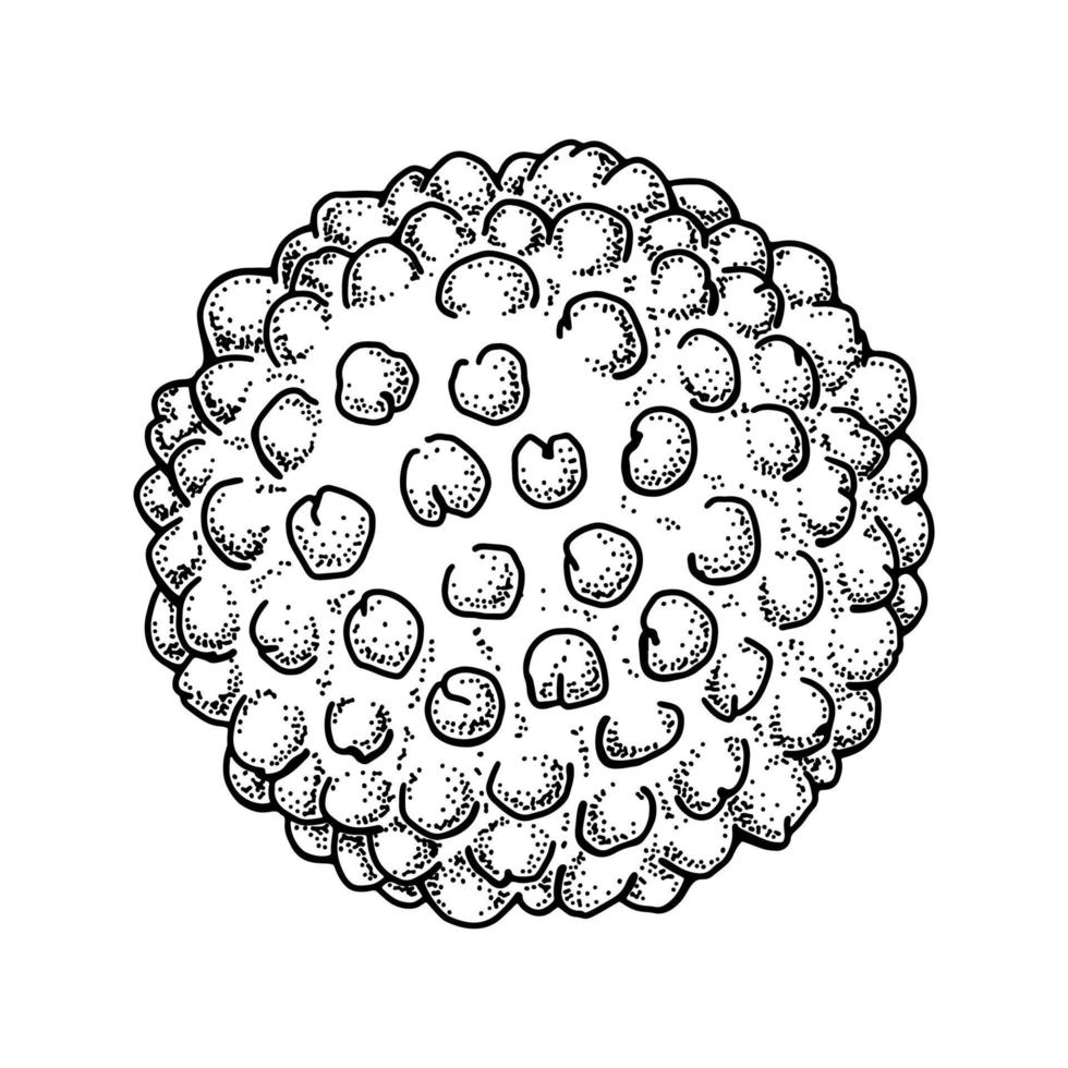 Hepatitis-Virus isoliert auf weißem Hintergrund. hand gezeichnete realistische detaillierte wissenschaftliche vektorillustration im skizzenstil vektor