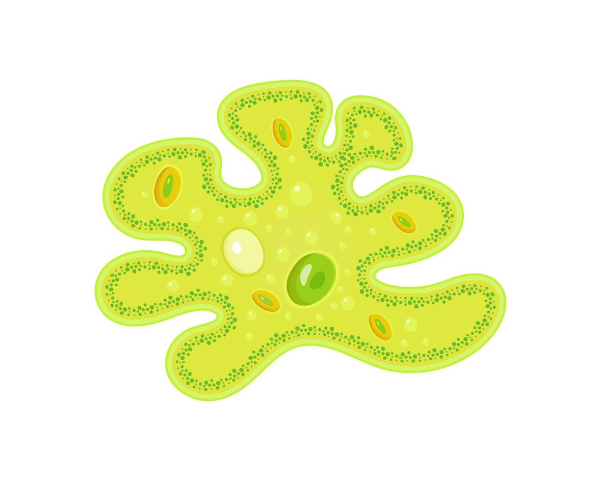 amöba med kärna och vakuol. vektor illustration av enklaste encellig djur-