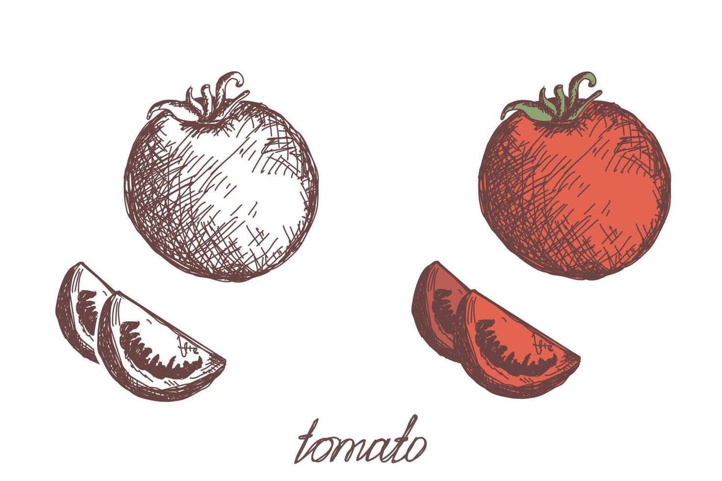 Tomatengemüse handgezeichnete Vektorgrafik realistische Skizze. Öko-Lebensmittel. Ernte. Farbbild und Schwarz-Weiß-Umriss. Gemüse isoliert auf weißem Hintergrund. einfacher flacher stil der karikatur. vektor