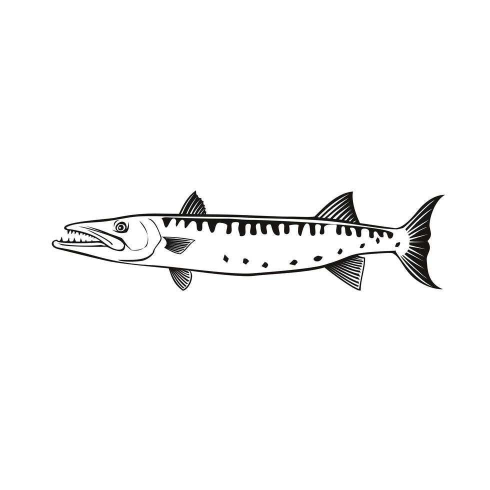 barracuda eller sphyraena barracuda simningssida retro svart och vitt vektor