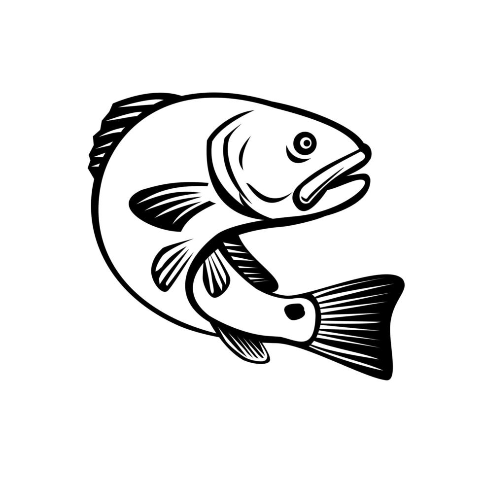 Red Drum Redfish Channel Bass Welpentrommel oder Spottail Bass, der Schwarzweiss Retro springt vektor