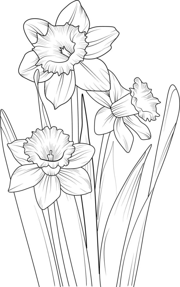 ein handgezeichnetes Narzissenblumen-Malbuch der künstlerischen Vektorgrafik, blühende Narzisse einzeln auf weißem Hintergrund, botanische Sammlung der Skizzenkunstblattzweige für Erwachsene und Kinder vektor