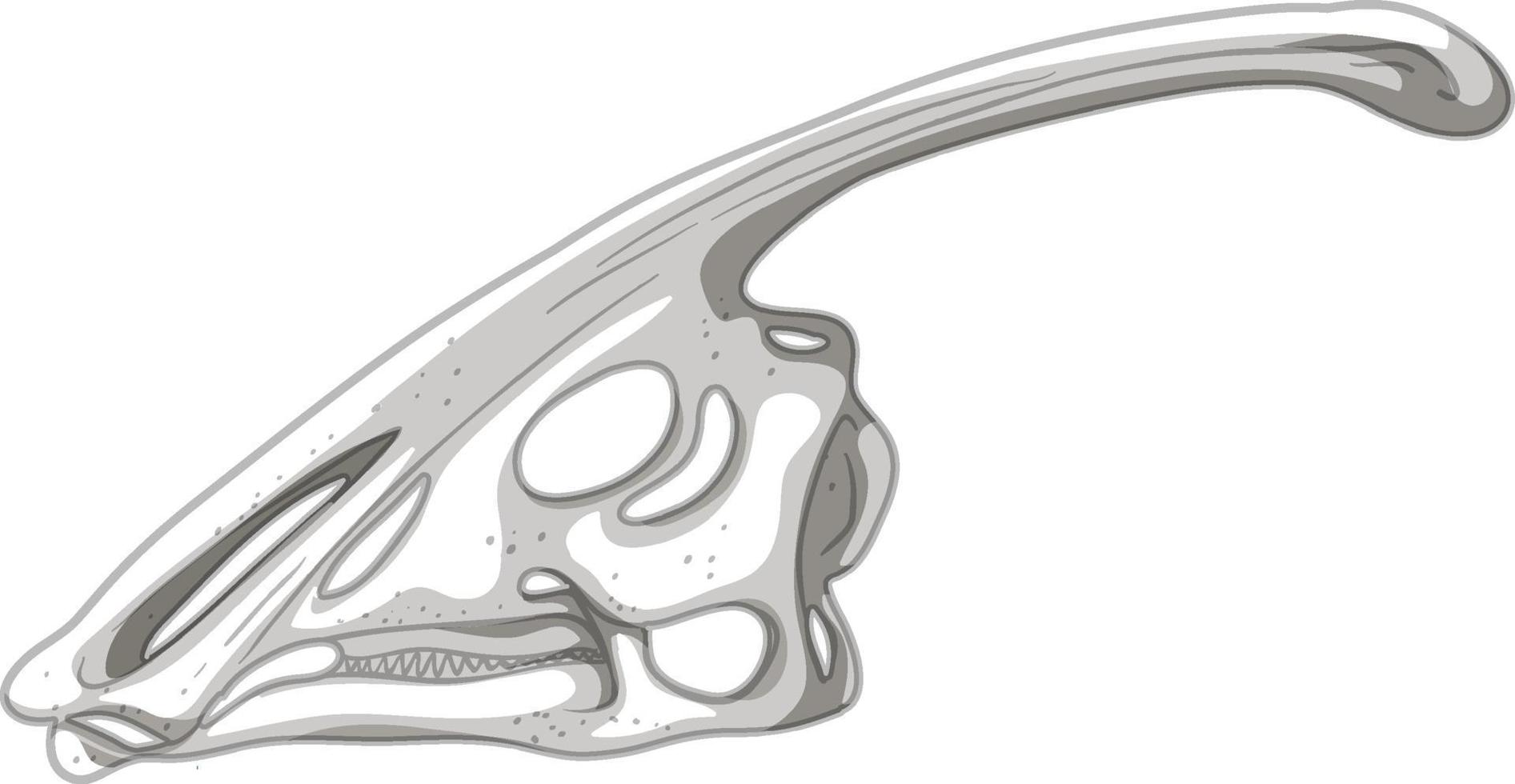 dinosaurie skelett på vit bakgrund vektor