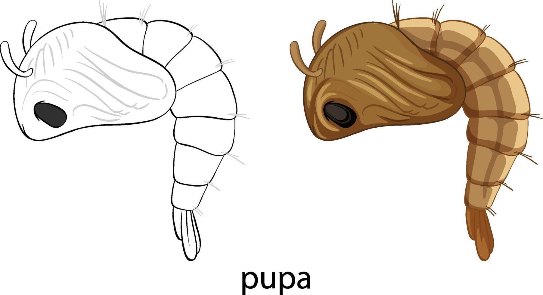 Mückenpuppe in Farbe und Gekritzel isoliert vektor