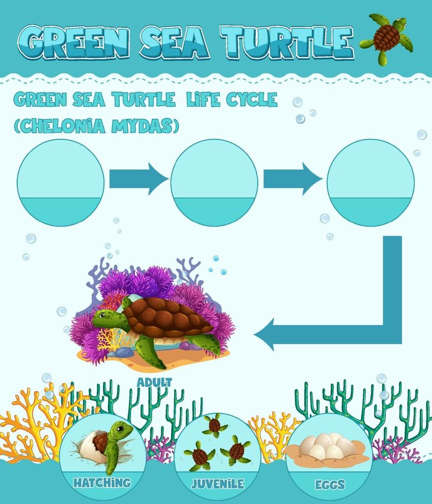 diagram som visar sköldpaddans livscykel vektor