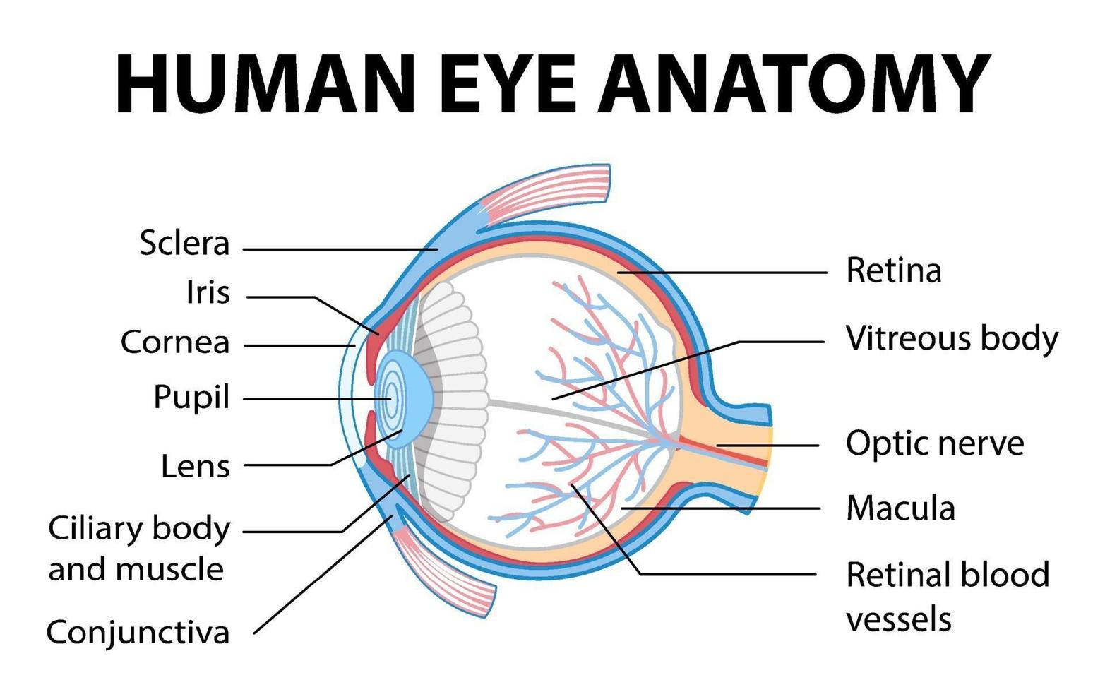 Diagramm der Anatomie des menschlichen Auges mit Etikett vektor
