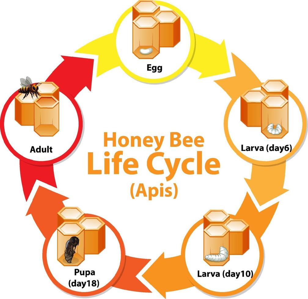 Diagramm, das den Lebenszyklus der Honigbiene zeigt vektor